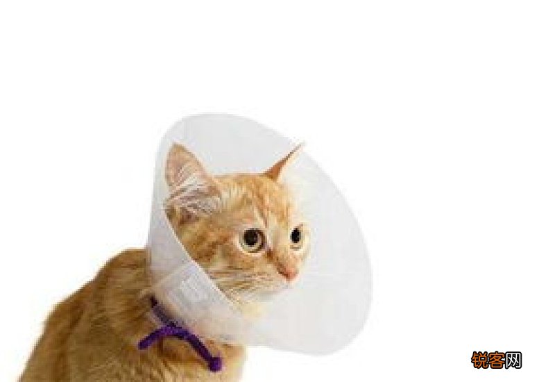 猫咪腿受伤了能自愈吗