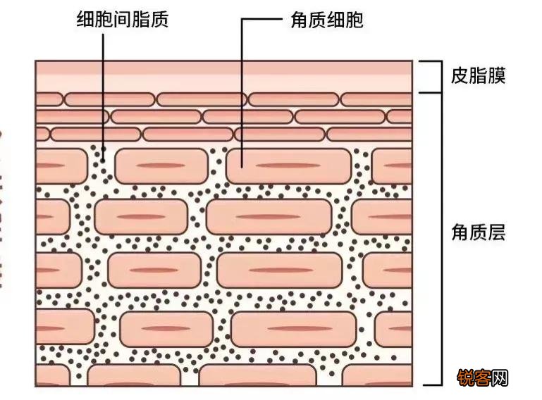 精华液、精华水和精华乳有什么区别 三分钟弄清楚，养出好皮肤