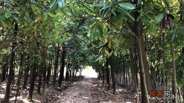 用手机阅读到底好不好,相对于传统的书本阅读来说,有什么优缺点？