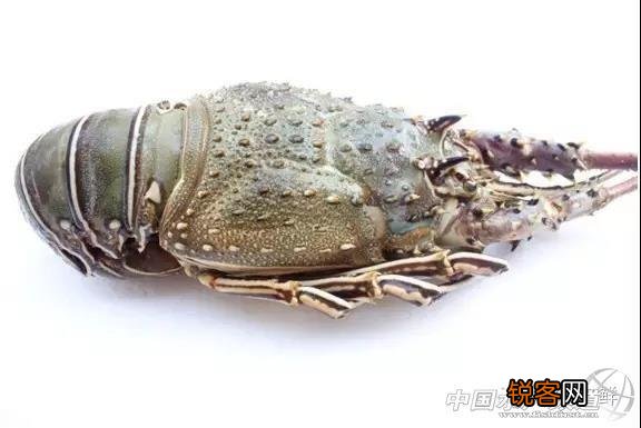 龙虾的种类有哪些 常见的龙虾怎么分辨