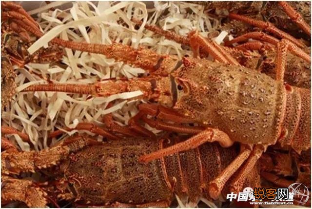 龙虾的种类有哪些 常见的龙虾怎么分辨