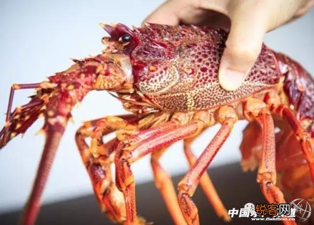 龙虾的种类有哪些 常见的龙虾怎么分辨