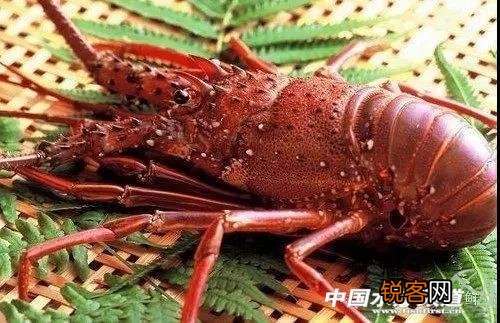 龙虾的种类有哪些 常见的龙虾怎么分辨