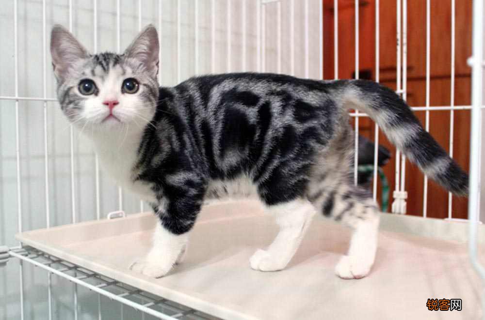 常见宠物猫的市场价 对照看你买贵了吗