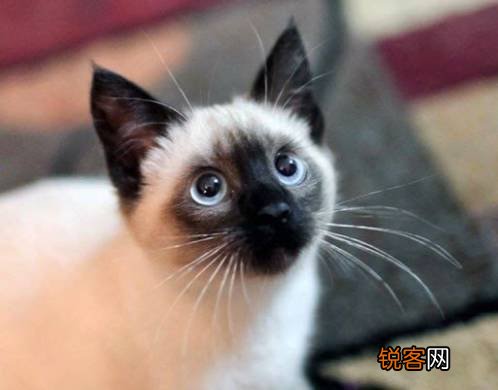 常见宠物猫的市场价 对照看你买贵了吗