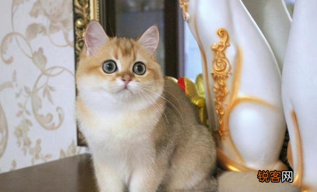 常见宠物猫的市场价 对照看你买贵了吗