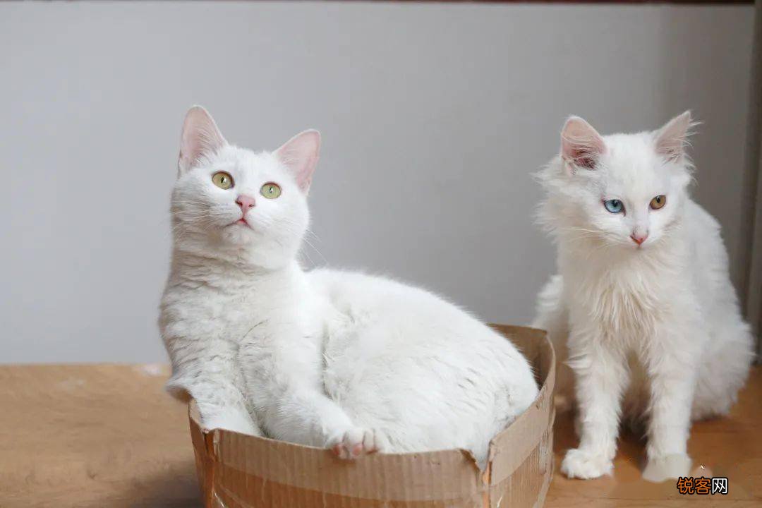 常见宠物猫的市场价 对照看你买贵了吗