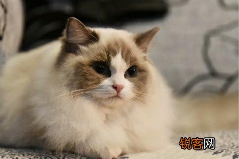 常见宠物猫的市场价 对照看你买贵了吗