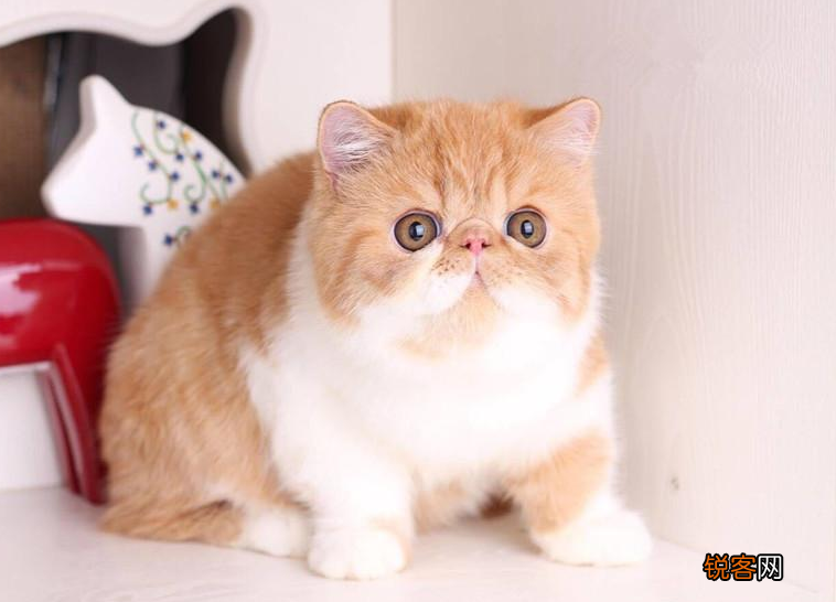 常见宠物猫的市场价 对照看你买贵了吗