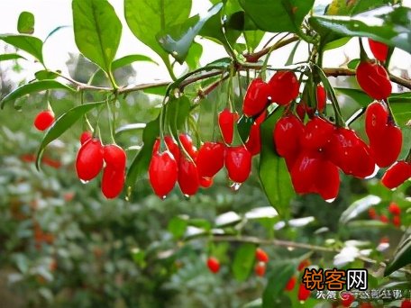 一天吃多少粒枸杞比较好 枸杞泡水喝的正确方法