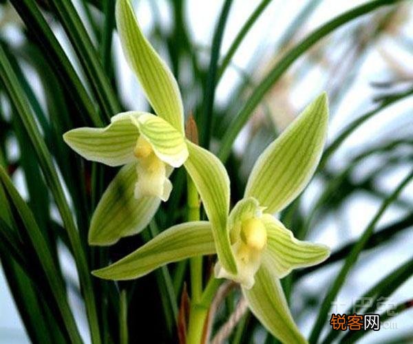 兰花花语象征与寓意 各种兰花花语是什么