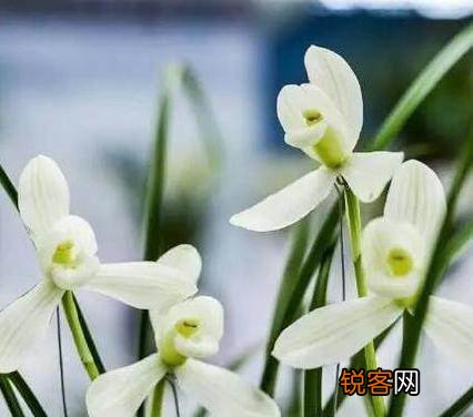 兰花花语象征与寓意 各种兰花花语是什么