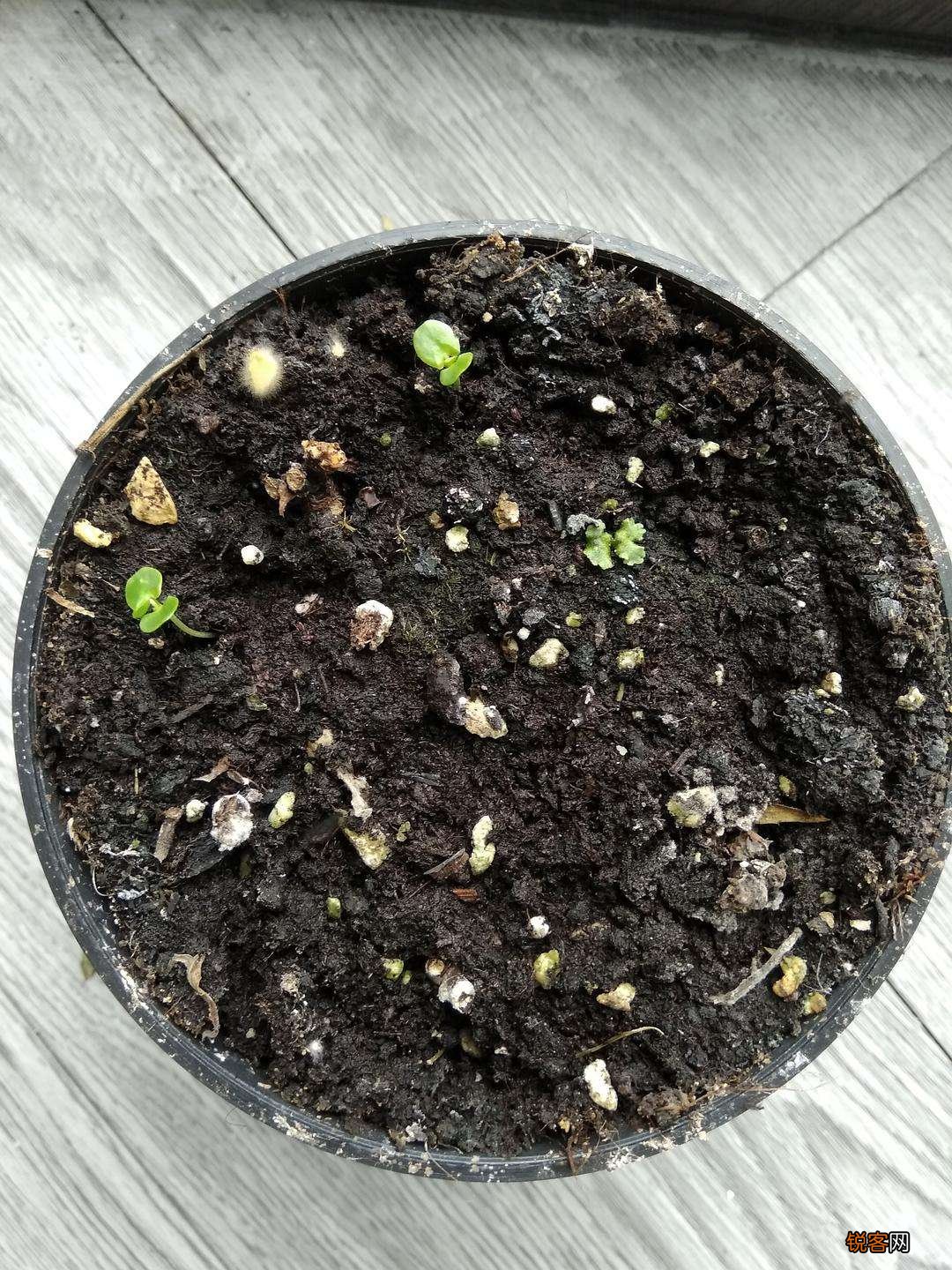含羞草要怎么养 含羞草的养殖方法与注意事项