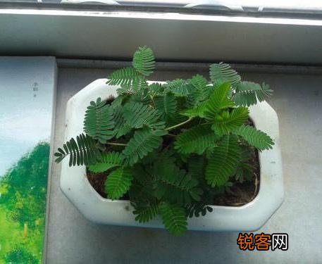 含羞草要怎么养 含羞草的养殖方法与注意事项