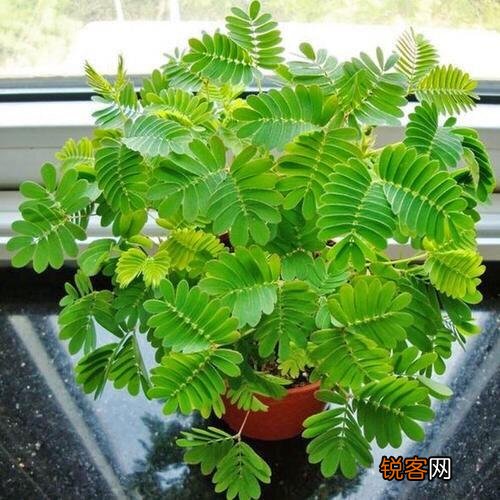含羞草要怎么养 含羞草的养殖方法与注意事项