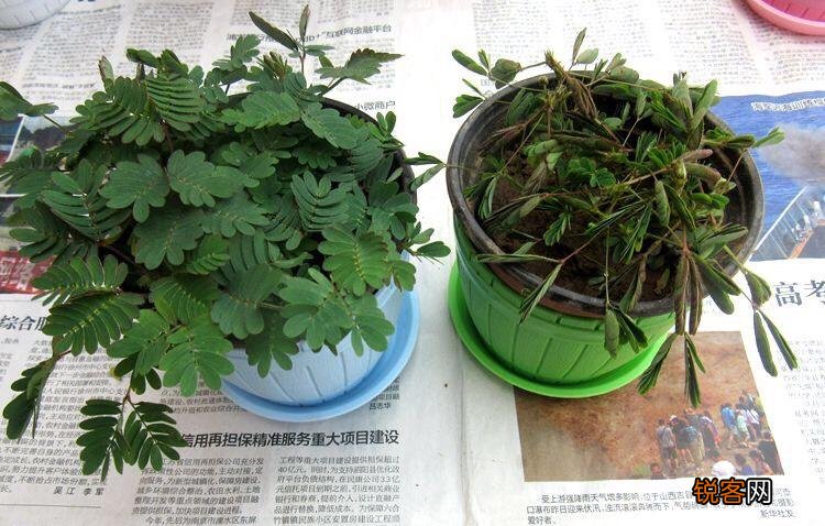 含羞草要怎么养 含羞草的养殖方法与注意事项