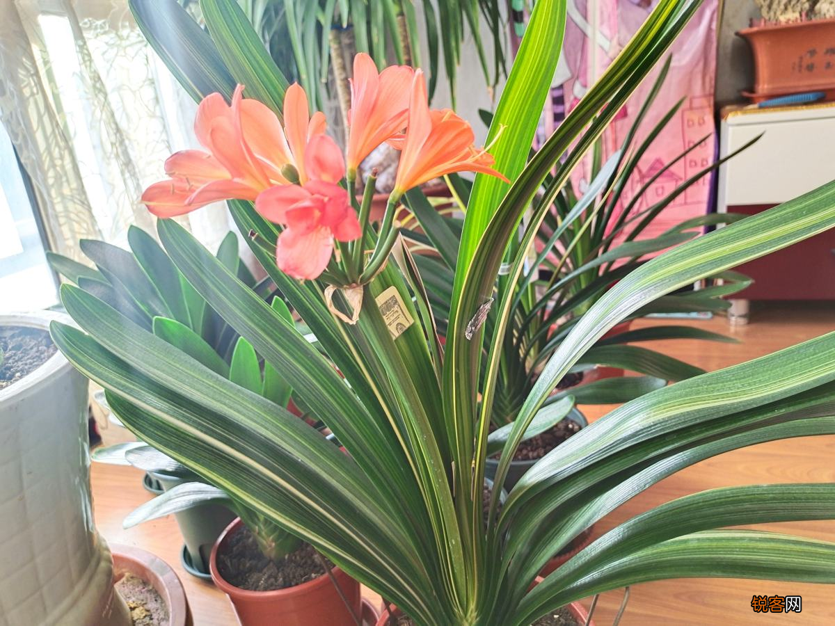 君子兰一直夹箭 学会3招，轻松“拽”出花箭