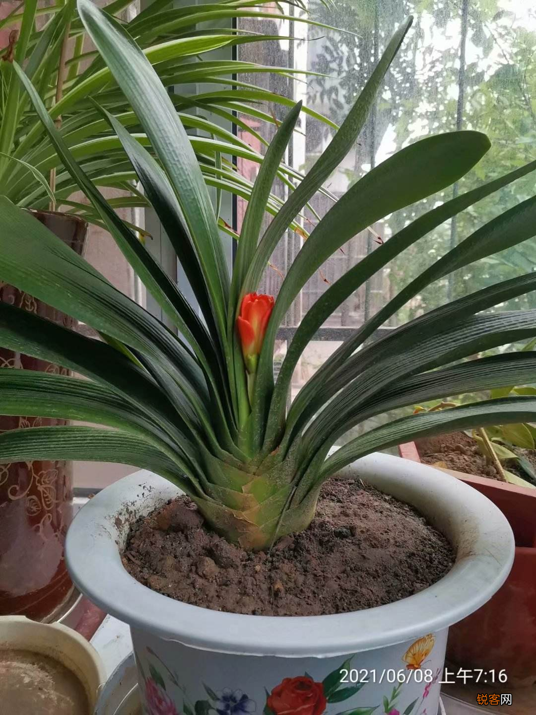 君子兰一直夹箭 学会3招，轻松“拽”出花箭