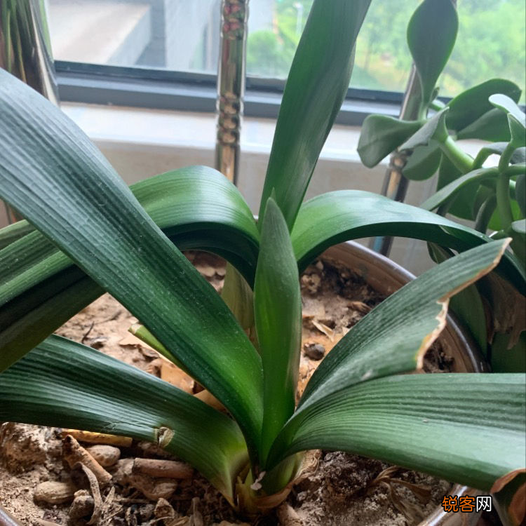 君子兰一直夹箭 学会3招，轻松“拽”出花箭