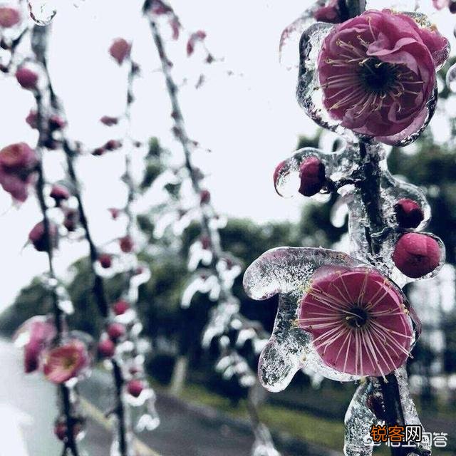 丹凤眼和桃花眼分别是怎样的？