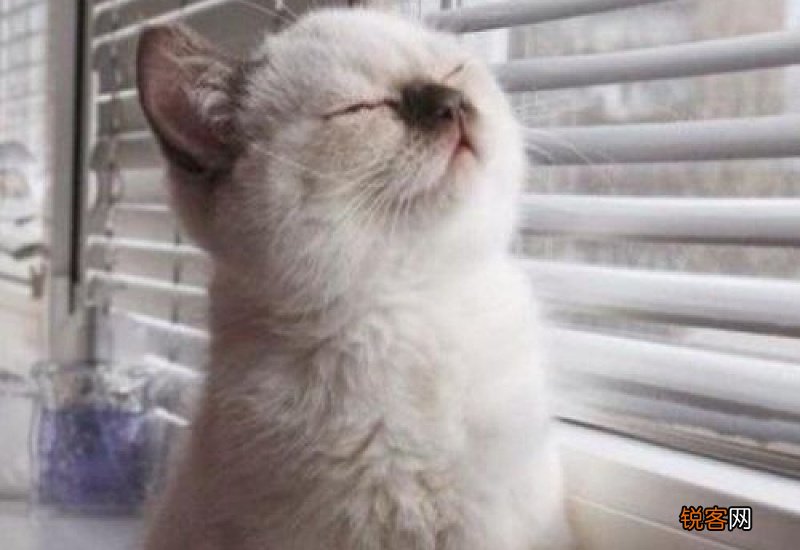 猫咪春节跟着回家好吗