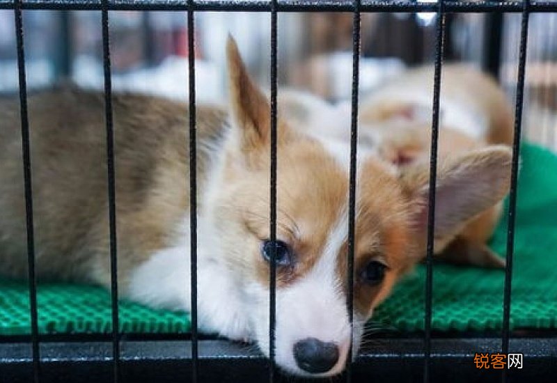 春节回家可以把狗关笼子里吗