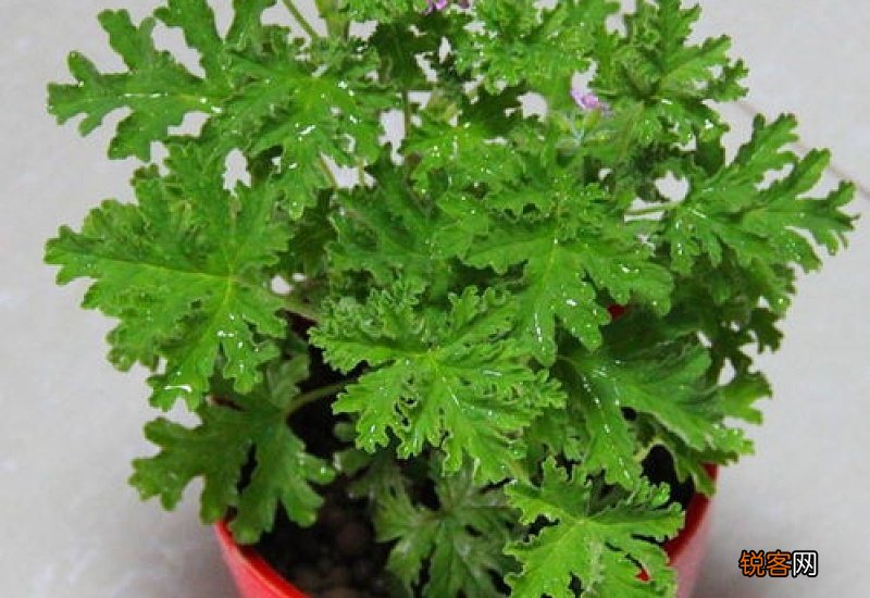 驱蚊植物哪种最好 驱蚊植物中驱蚊草最好