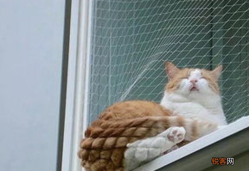 猫可以吃菠萝吗?