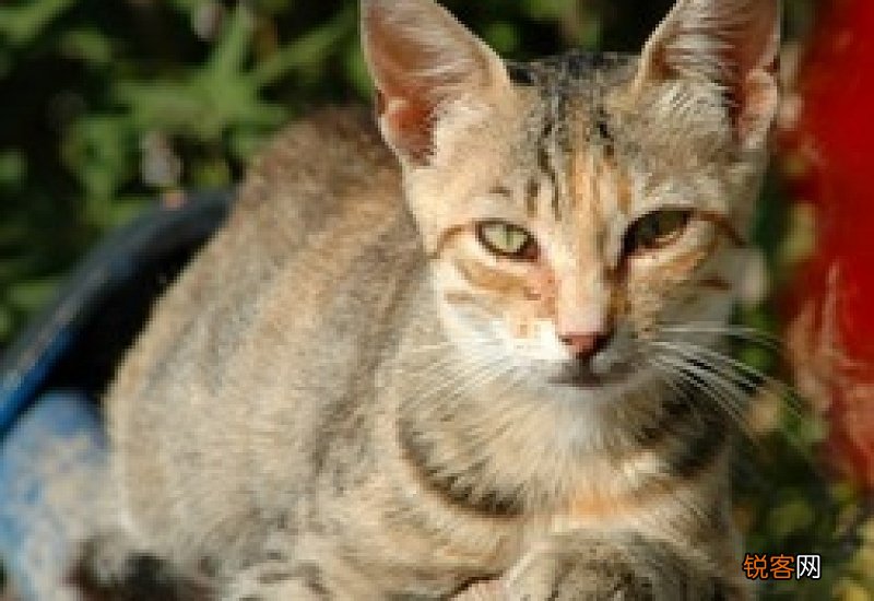5斤的猫咪一天吃多少克猫粮