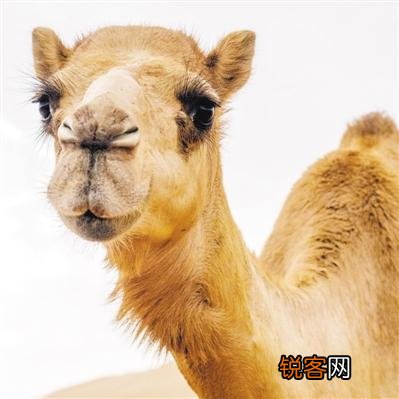 骆驼奶更有营养吗 骆驼奶有降糖的功效吗