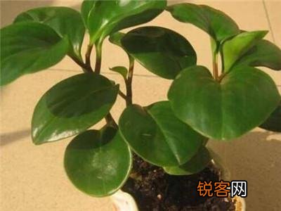 碧玉花的养护方法 再也不用担心黄叶和烂根了