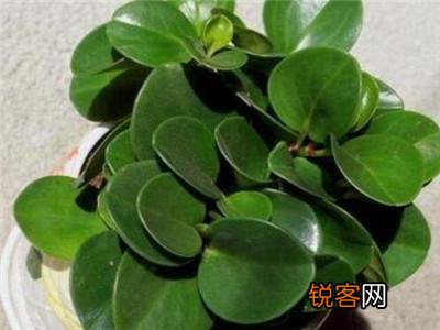 碧玉花的养护方法 再也不用担心黄叶和烂根了