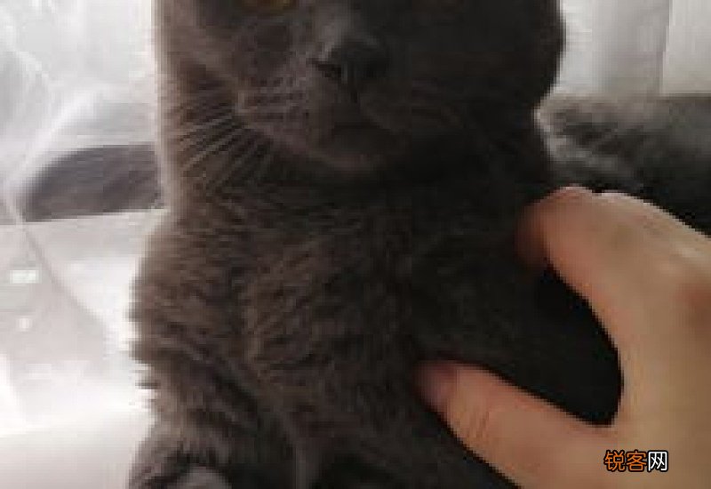 猫应激反应呕吐怎么处理