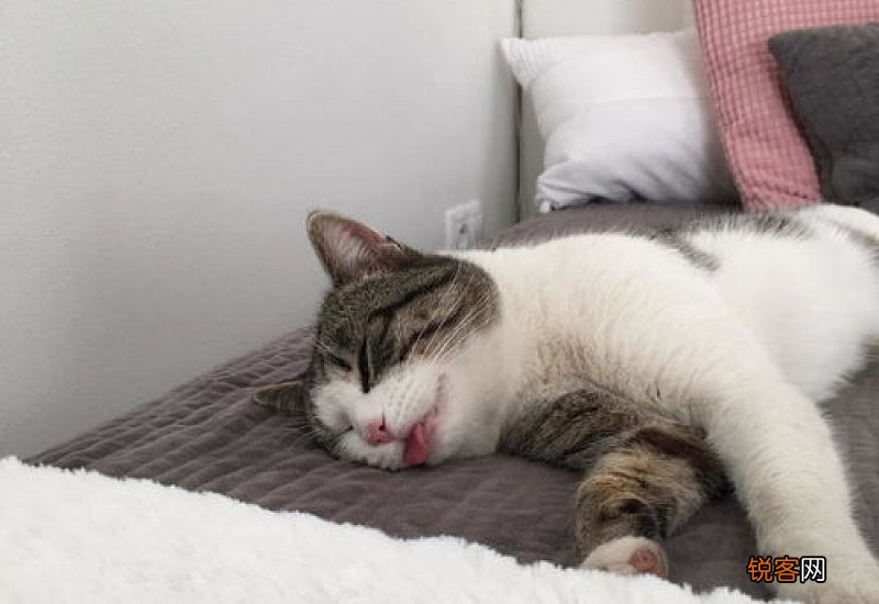 猫怀孕准备什么东西