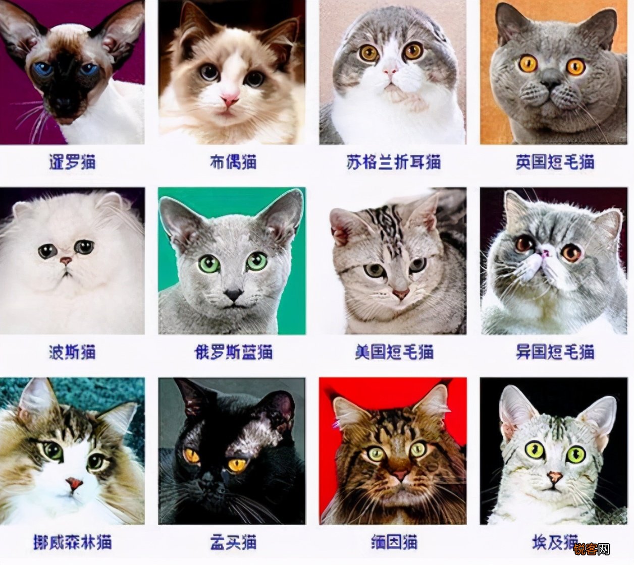 猫的品种名称大全 猫咪品种1秒认全