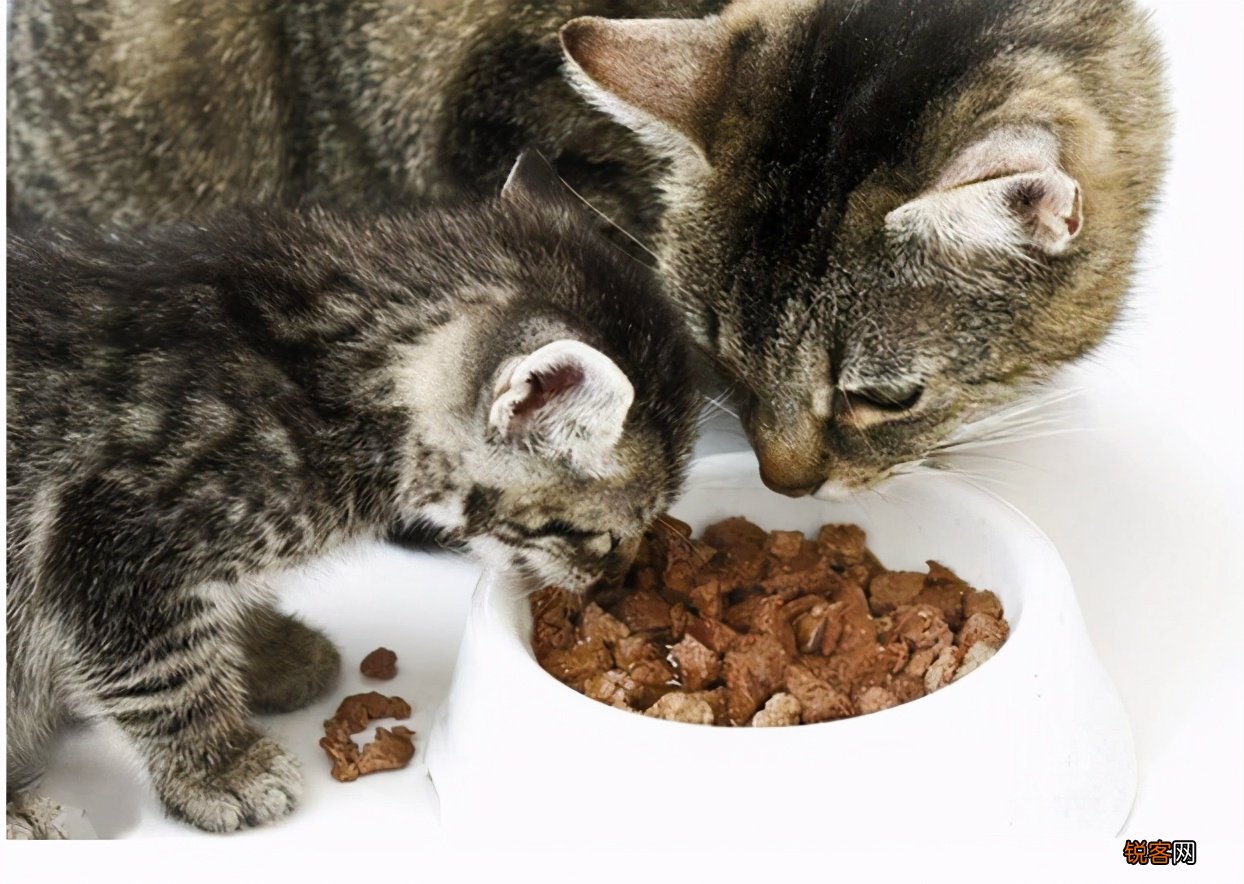 猫的品种名称大全 猫咪品种1秒认全