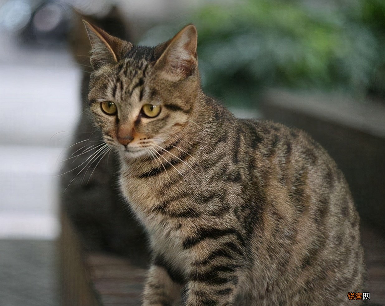 猫的品种名称大全 猫咪品种1秒认全