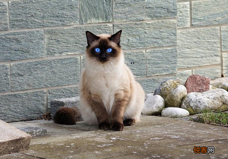 猫的品种名称大全 猫咪品种1秒认全