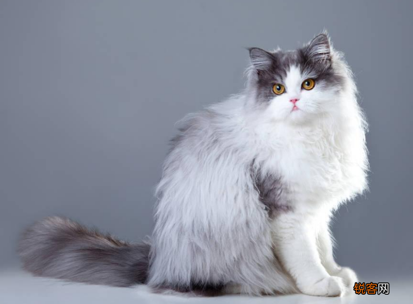 猫的品种名称大全 猫咪品种1秒认全