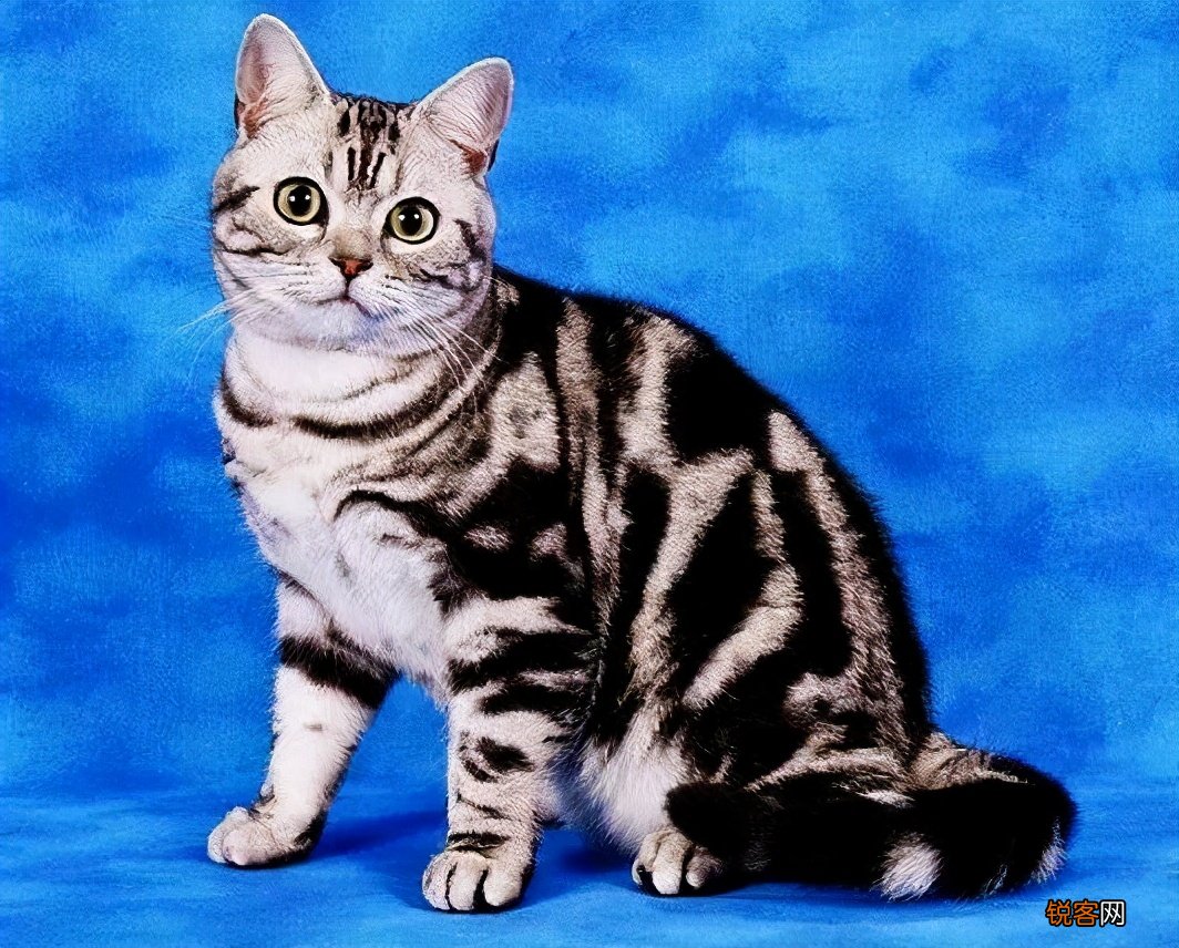 猫的品种名称大全 猫咪品种1秒认全