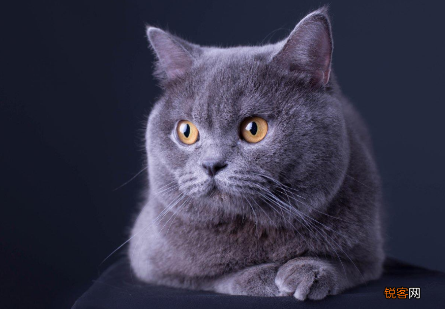 猫的品种名称大全 猫咪品种1秒认全