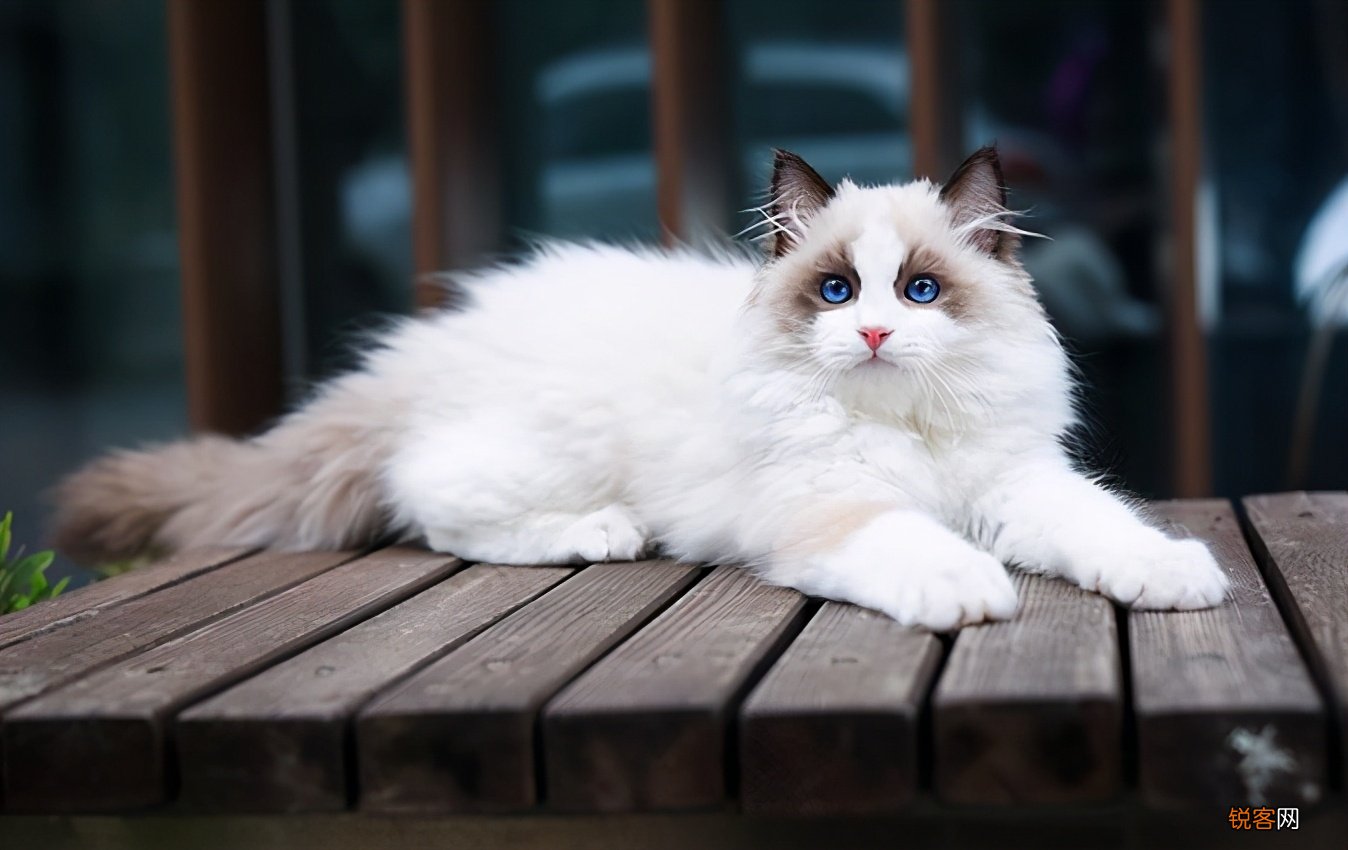 猫的品种名称大全 猫咪品种1秒认全