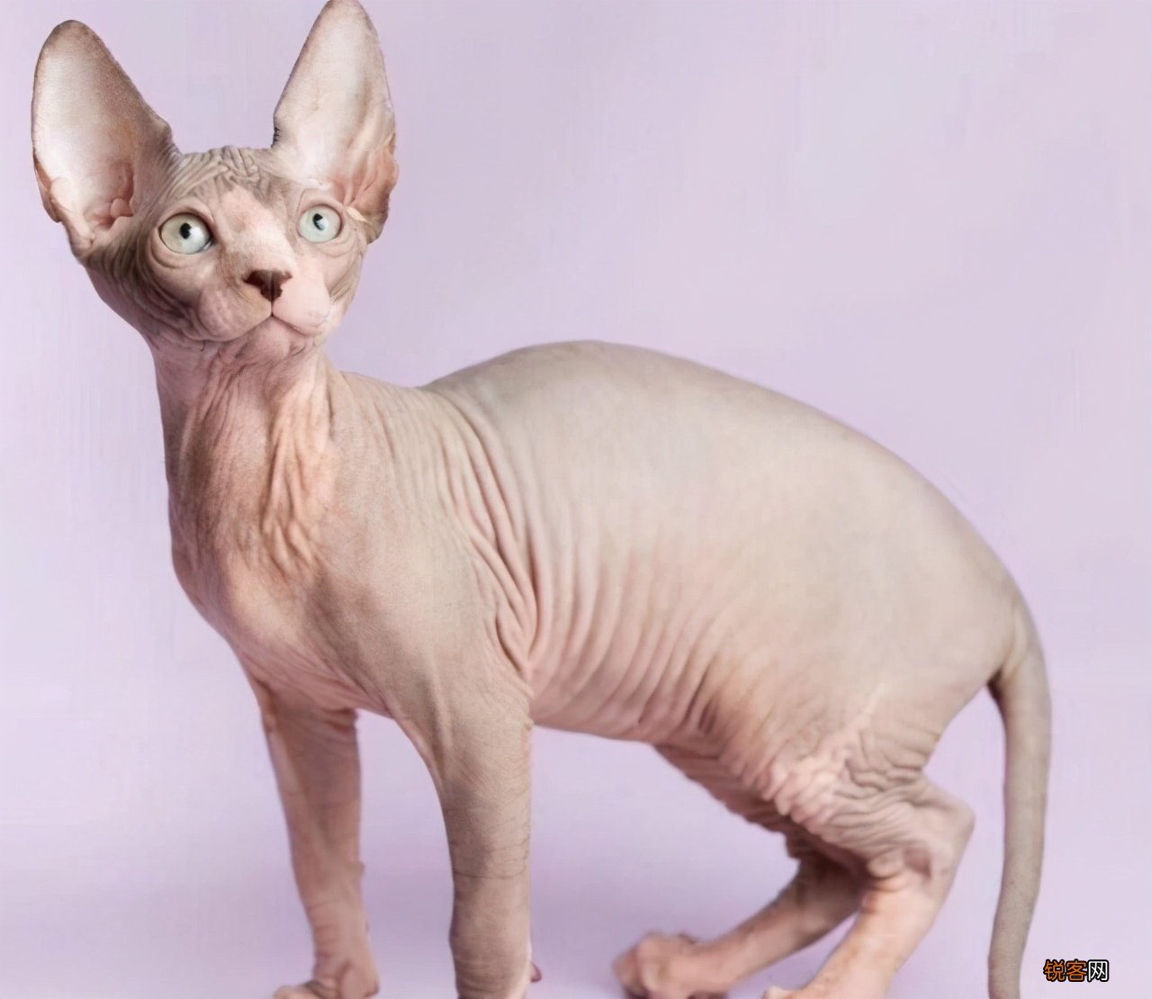 猫的品种名称大全 猫咪品种1秒认全