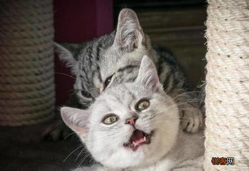 母猫发出奇怪的叫声