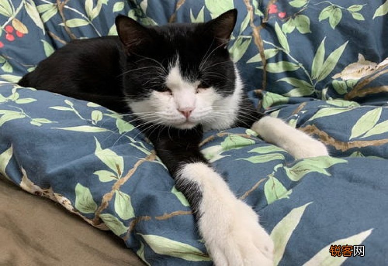猫尿过的被芯怎么洗