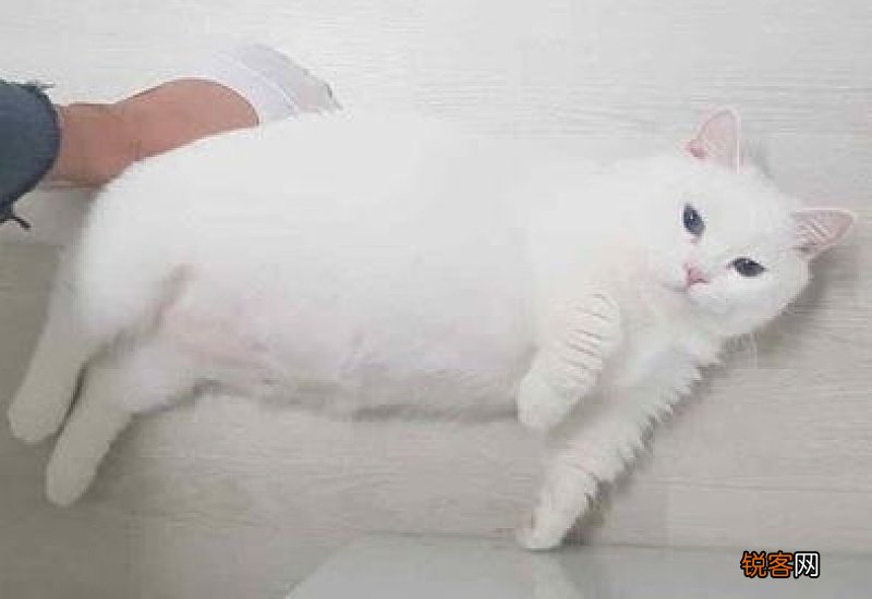 猫传腹和吃饱的区别