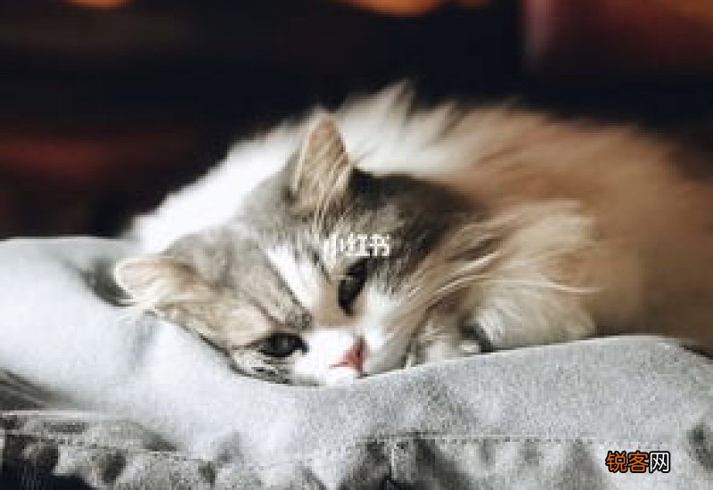 猫咪急性肠胃炎死亡率
