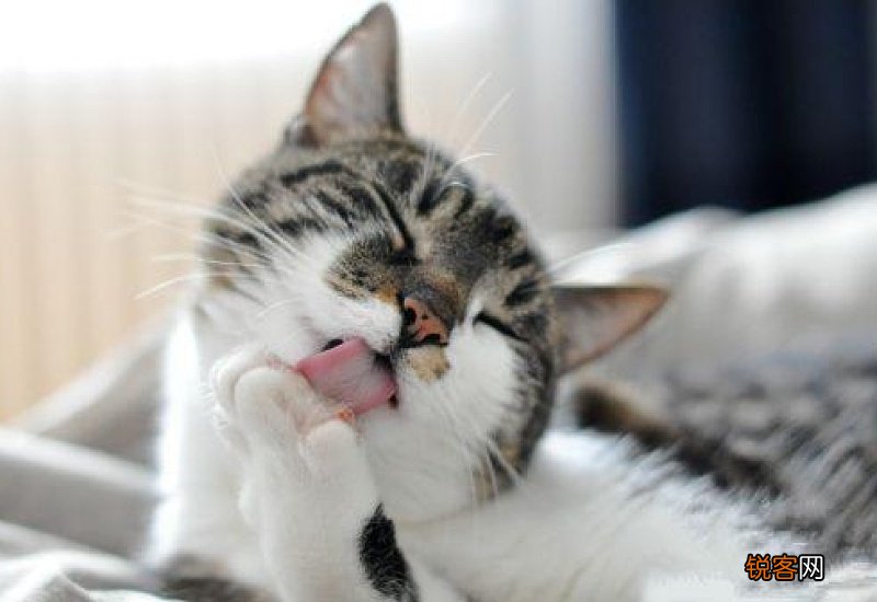 蚤立清猫咪舔了有事吗