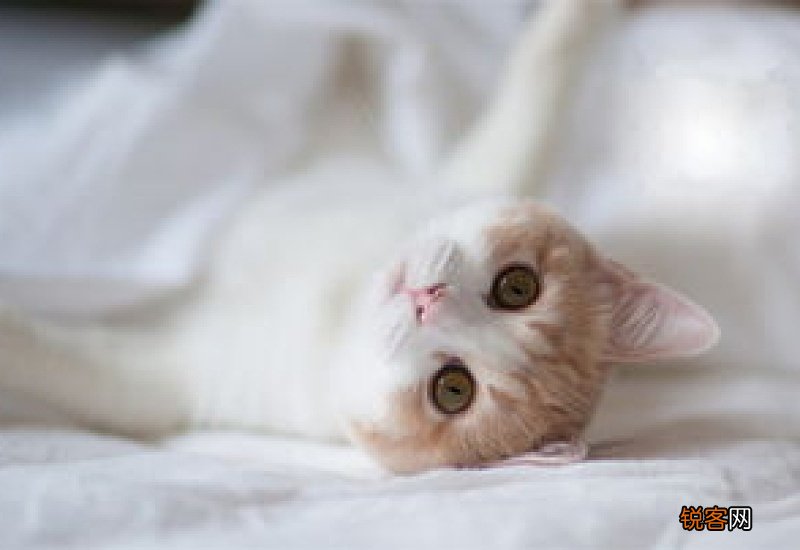 猫咪吃凉的东西可以吗