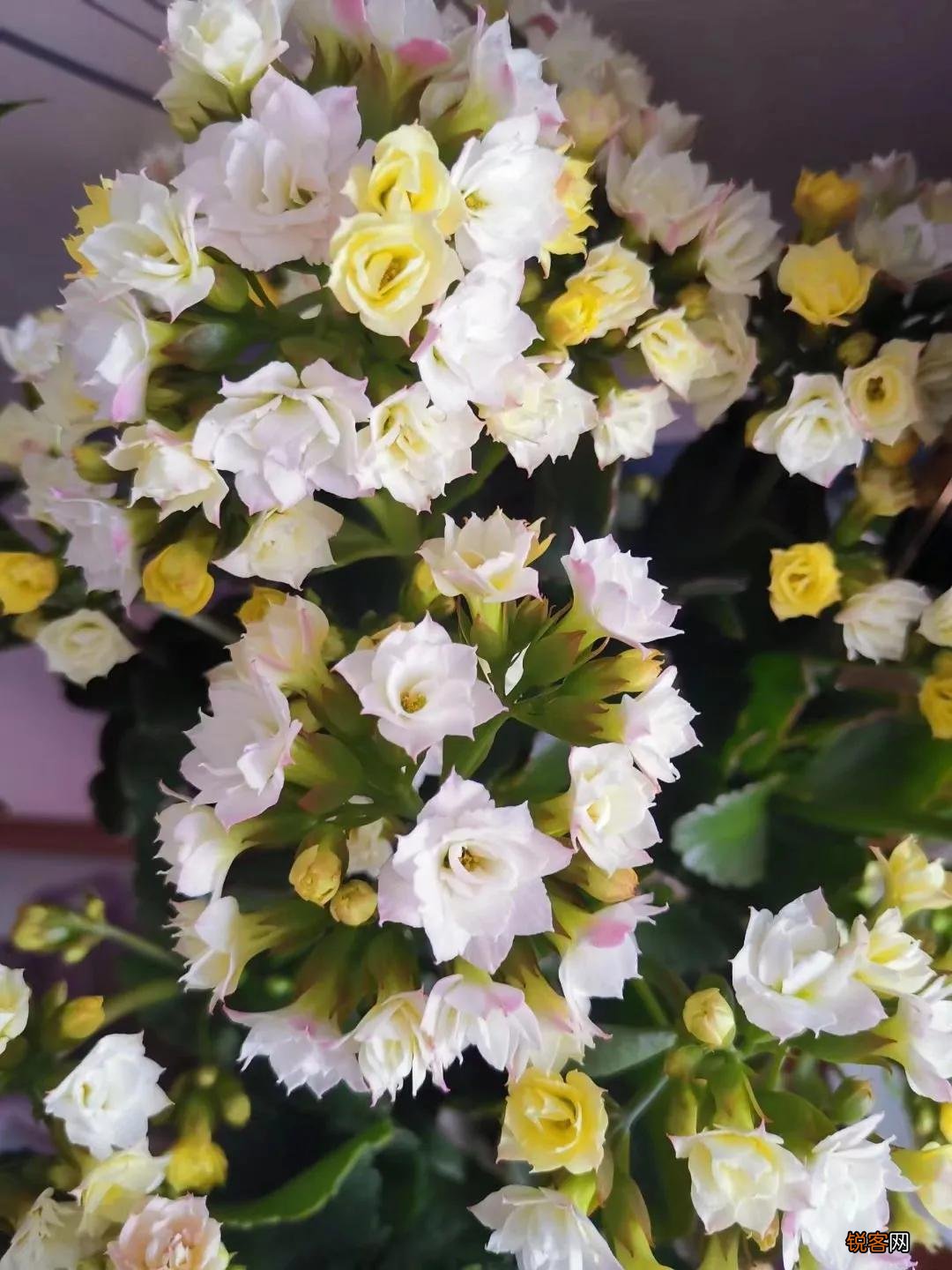 长寿花花语 长寿花的象征意义